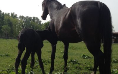 New black stallion born last night