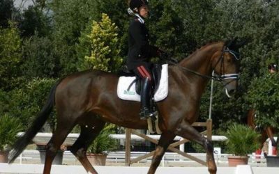 Django of Fonte Abeti, 2014 Italian champion in the 6 year old class